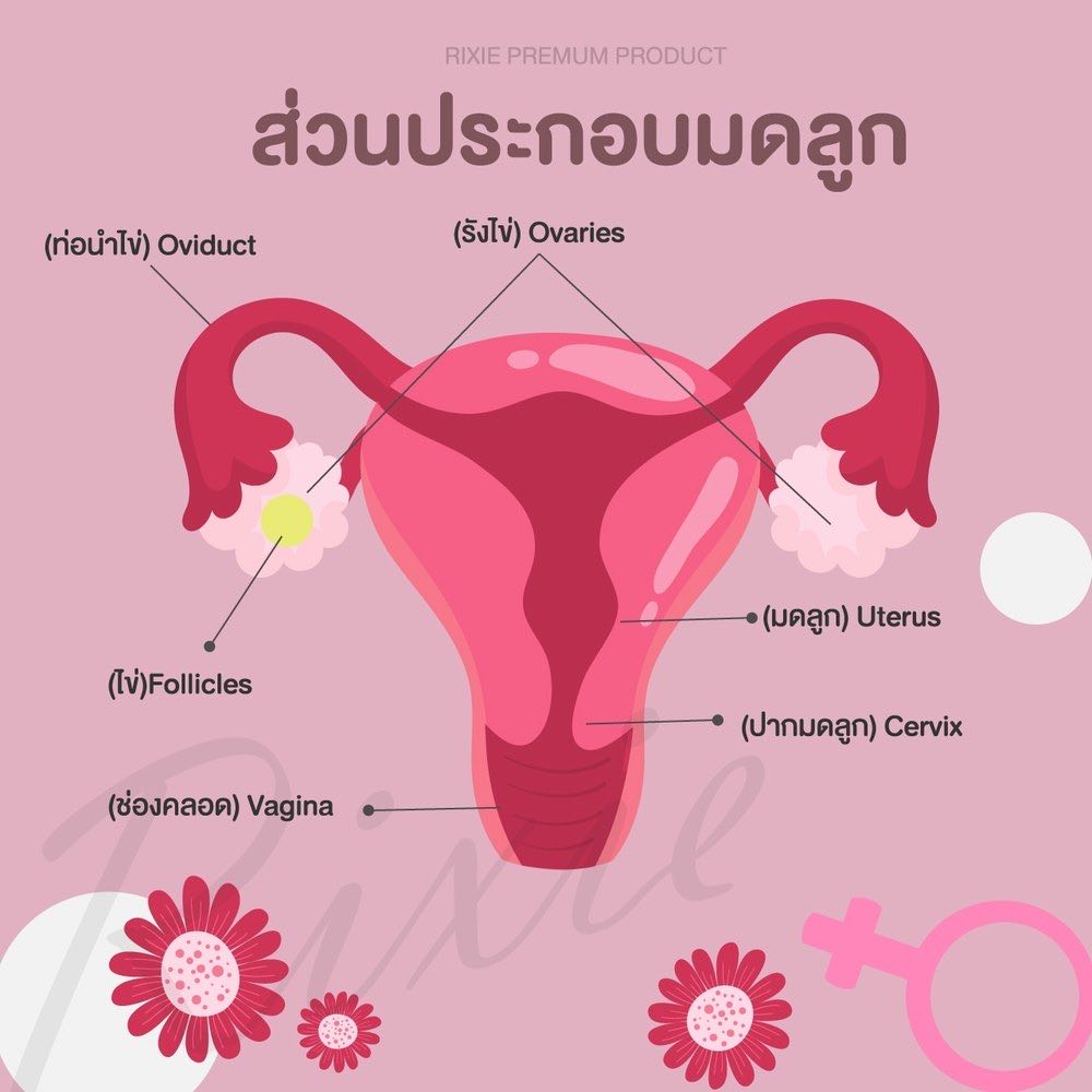 รู้จักอวัยวะภายในของผู้หญิง มดลูก รังไข่ ท่อนำไข่ ทำงานอย่างไร